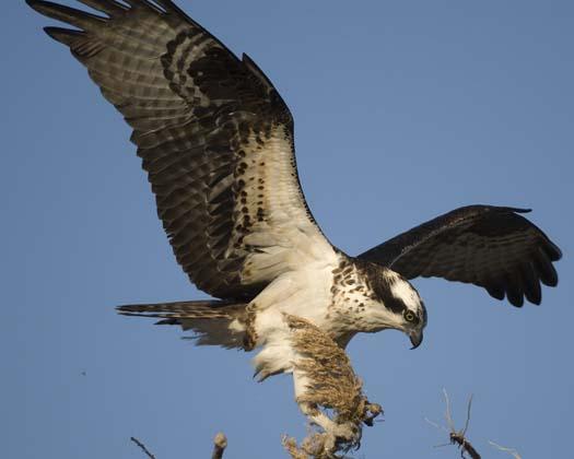 Pictures Of Osprey - Free Osprey pictures 