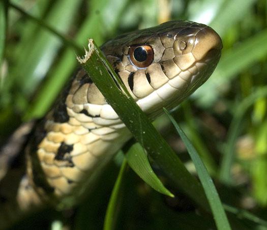 snake-5-30-2009_053009_0756.jpg